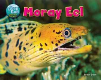 Moray_eel