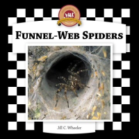 Funnel-web_spiders