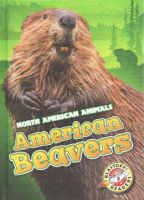 American_beavers