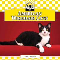 American_wirehair_cats