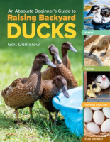 An_absolute_beginner_s_guide_to_raising_backyard_ducks